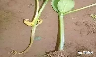 小型蔬菜大棚_微型蔬菜大棚种植技术与管理_微型大棚蔬菜种植技术