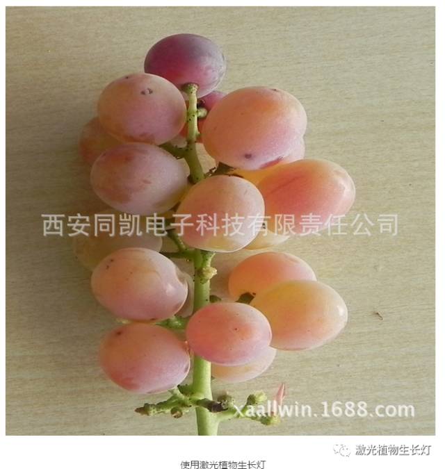 致富种植葡萄视频_致富经葡萄种植_致富种植葡萄图片