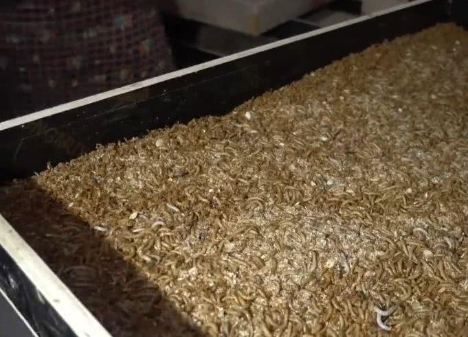 2.3万一吨的虫子，3个月卖一次，年赚20万，吃的还都是绿色食品