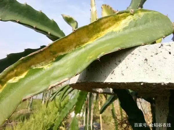 火龙果采收机_小型火龙果选果机价格_有机火龙果种植技术