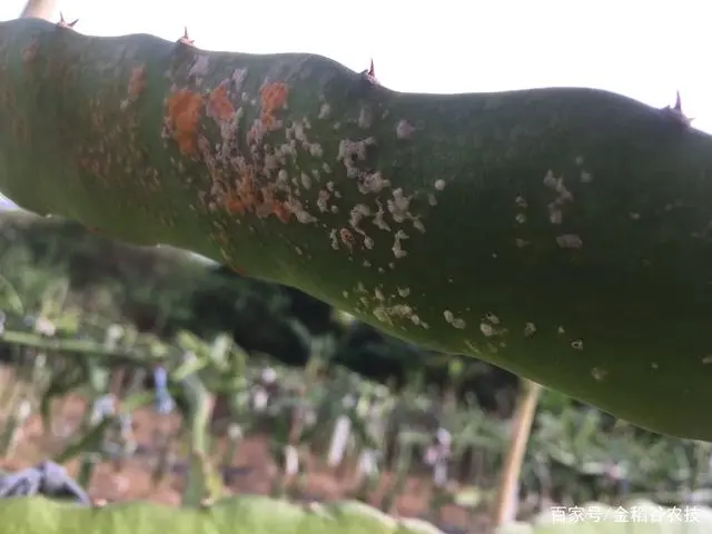 小型火龙果选果机价格_有机火龙果种植技术_火龙果采收机