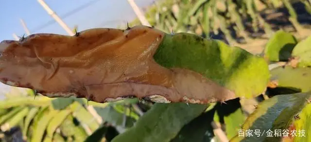 小型火龙果选果机价格_火龙果采收机_有机火龙果种植技术