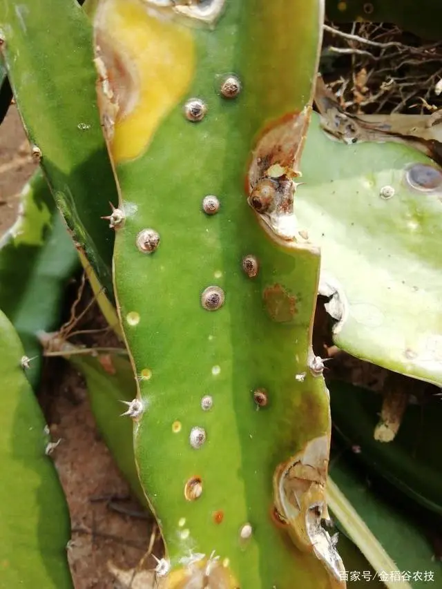 有机火龙果种植技术_火龙果采收机_小型火龙果选果机价格