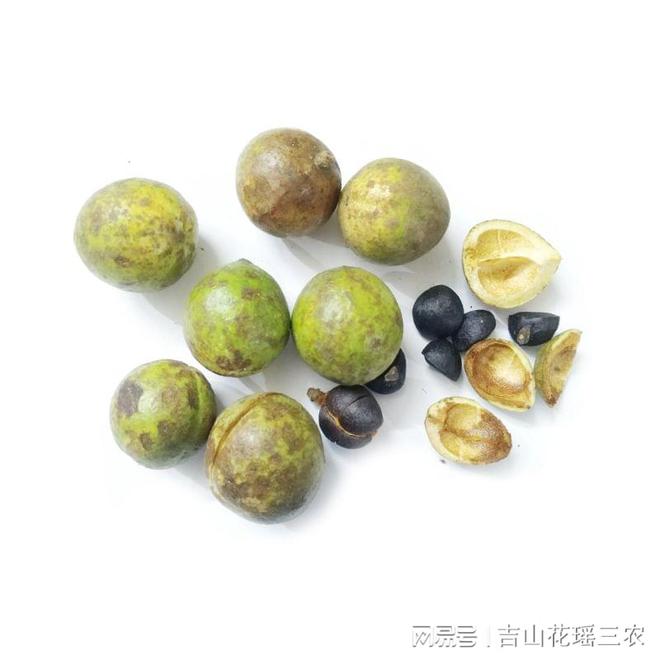 致富能种植油茶人参果吗_致富能种植油茶人参吗_油茶种植 致富能人