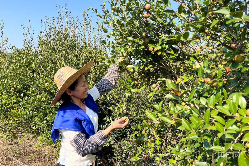 乡村振兴看广东  |  山间结出致富果  广东油茶迎来丰收期