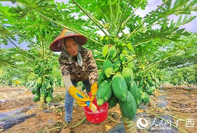 木瓜广西种植技术和管理_广西木瓜种植技术_木瓜广西种植技术视频