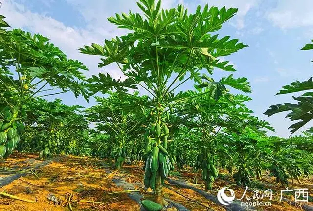 木瓜广西种植技术视频_广西木瓜种植技术_木瓜广西种植技术和管理