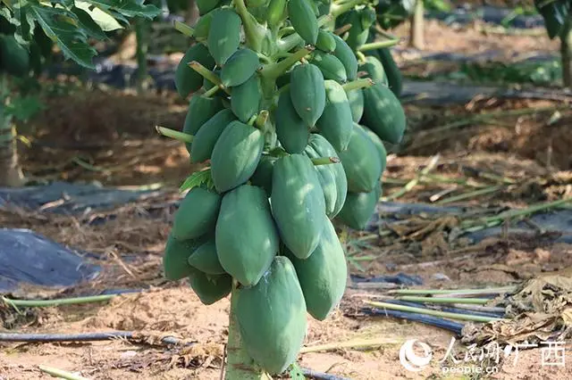 木瓜广西种植技术和管理_广西木瓜种植技术_木瓜广西种植技术视频