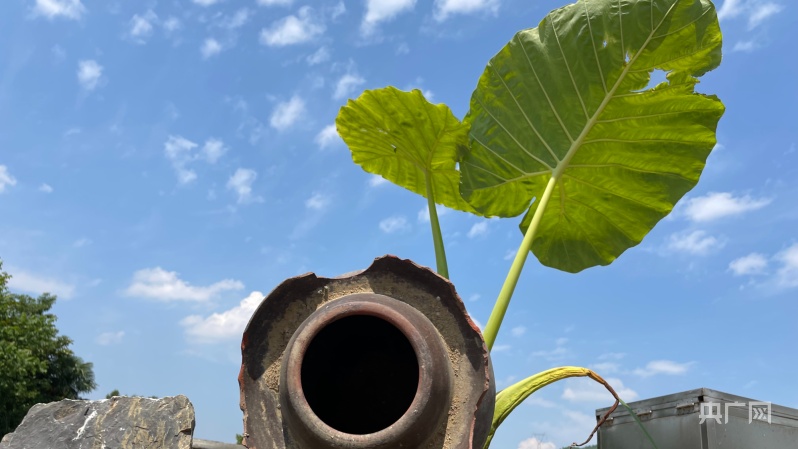 种植致富农村魔芋技术研究_种植致富农村魔芋技术有哪些_农村致富种植魔芋种植技术