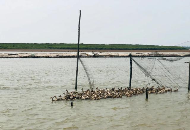 网红海鸭蛋“滚”向全国：赶鸭的孩子长大后年入百万