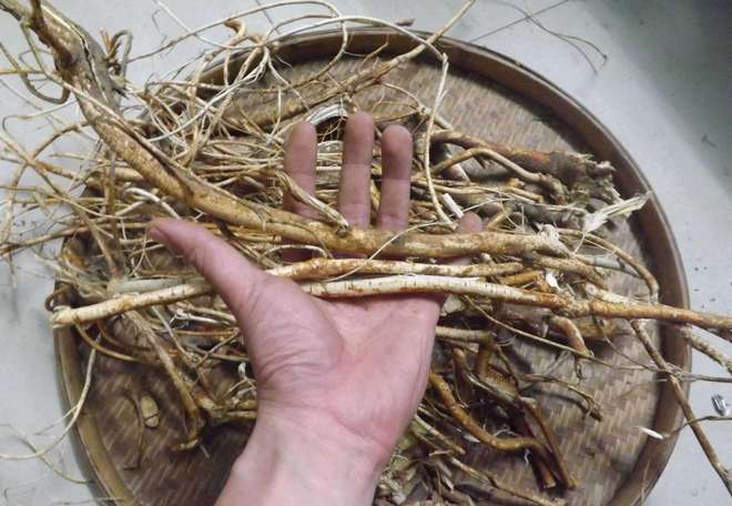 种植最大的桃子致富经_桃子高产种植技术_致富经种冬桃