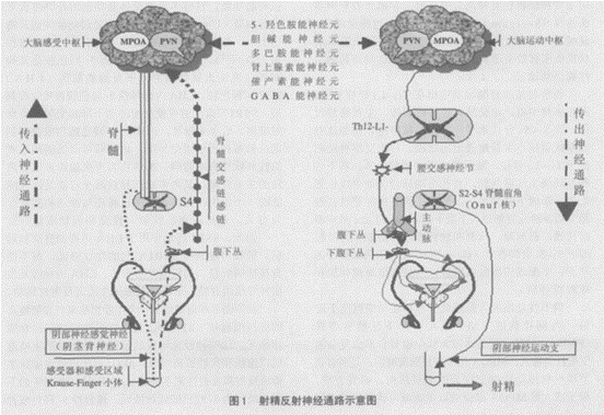 刘文利致富经_致富经刘文利_燕郊实验小学刘文利