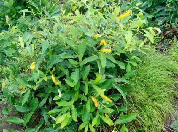 南召县：林蚕菌一体化工程念活“致富经”