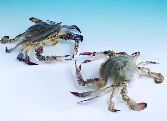 海蟹的养殖方法和技术_海螃蟹养殖技术视频教程_海螃蟹养殖注意什么