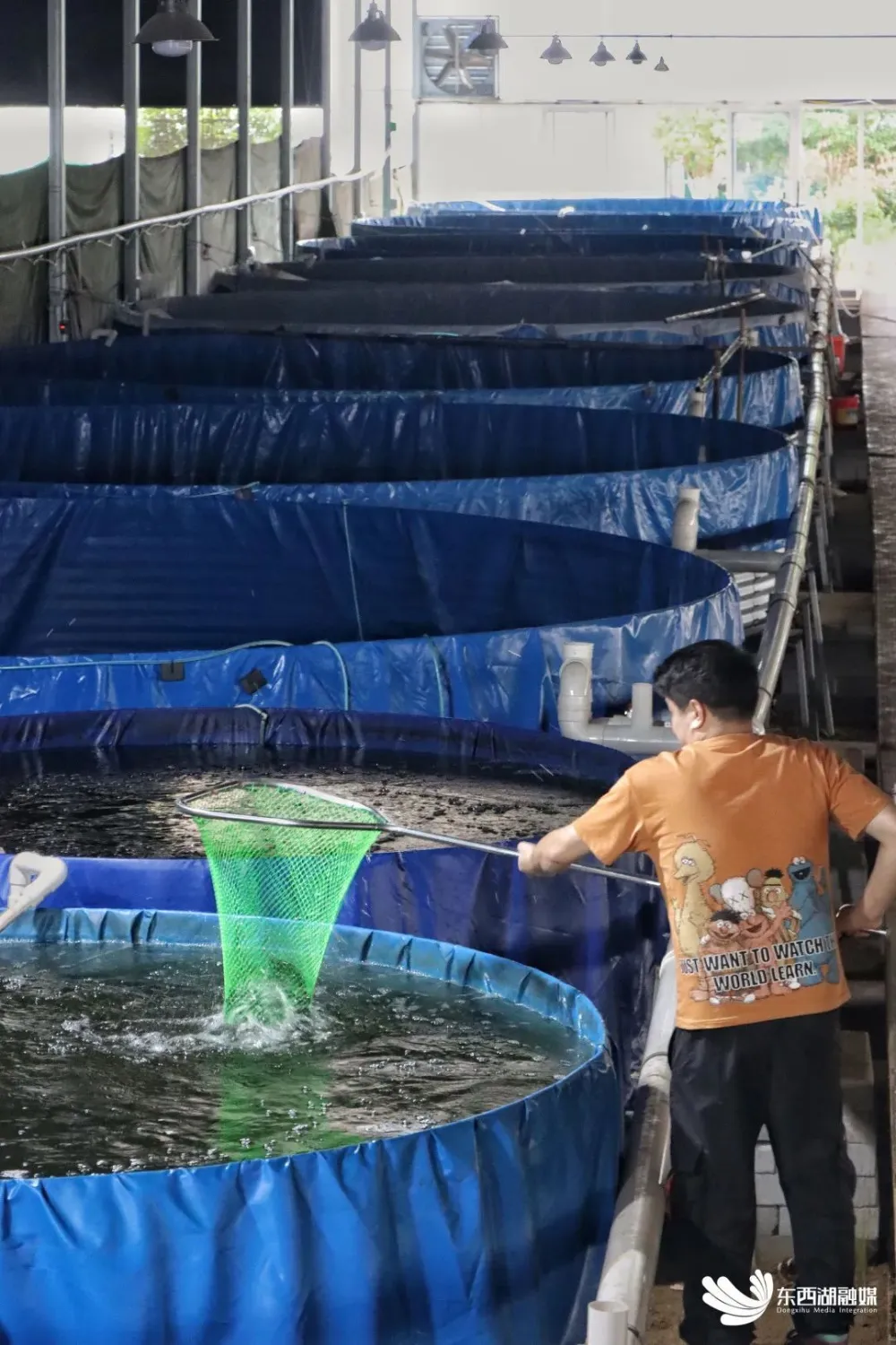 养黑鱼赚钱_黑鱼致富经循环水养鱼_养黑鱼的水有什么要求
