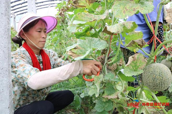 商丘市梁园区王楼乡：果蔬大棚架起乡村振兴“致富桥”