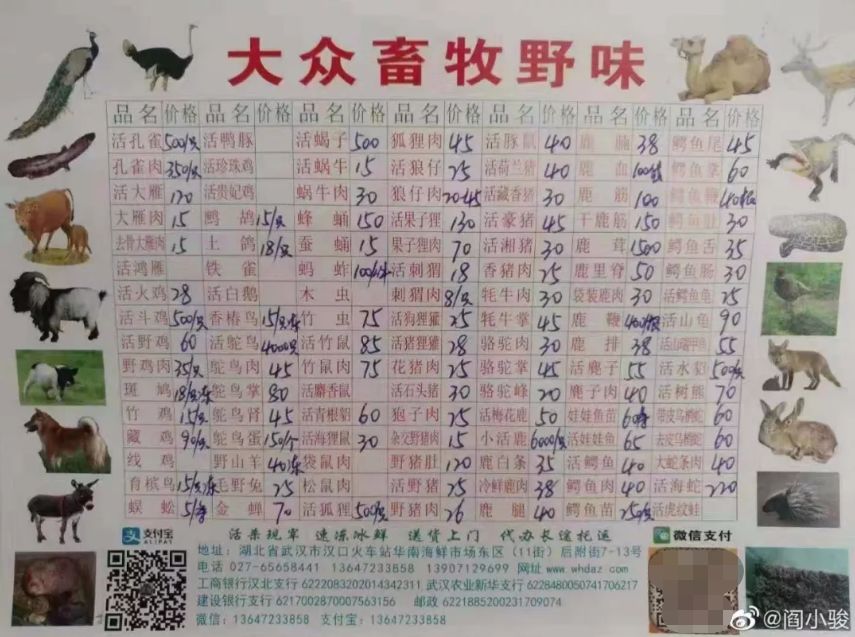 广西竹鼠养殖户的悲歌_广西养殖竹鼠技术_广西竹鼠养殖补偿政策2020
