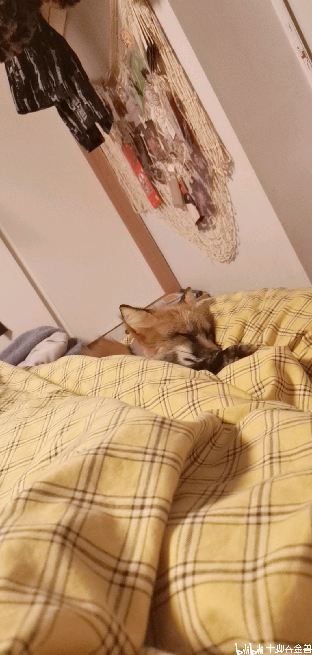 狐狸饲养指南