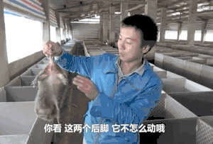 养殖广西技术竹鼠的公司_广西养殖竹鼠技术_广西竹鼠养殖现状