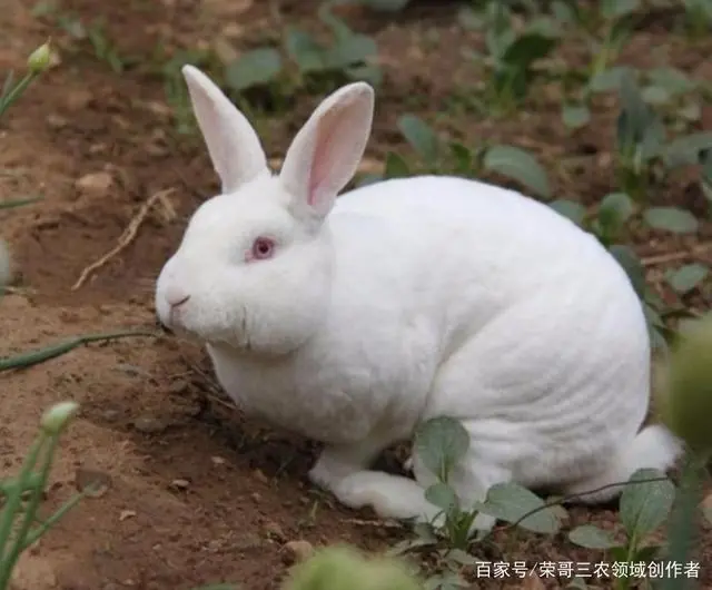 致富养殖项目有哪些项目_养殖有哪些致富项目呢_致富养殖项目有哪些公司