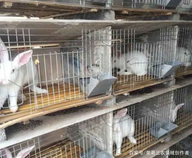 致富养殖项目有哪些公司_养殖有哪些致富项目呢_致富养殖项目有哪些项目