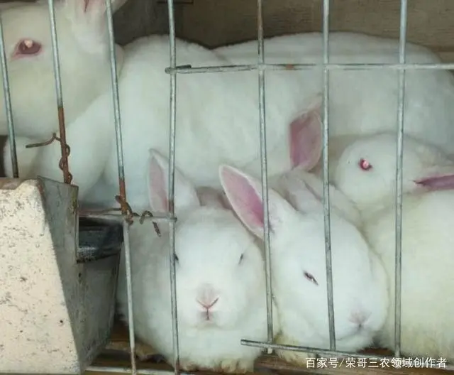 致富养殖项目有哪些公司_致富养殖项目有哪些项目_养殖有哪些致富项目呢