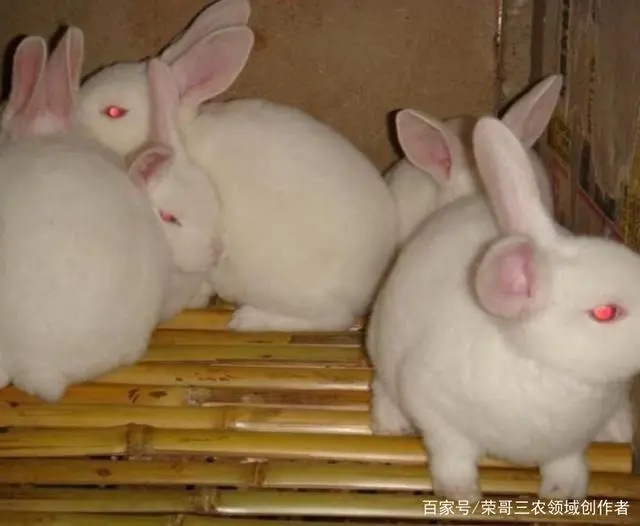 致富养殖项目有哪些公司_致富养殖项目有哪些项目_养殖有哪些致富项目呢