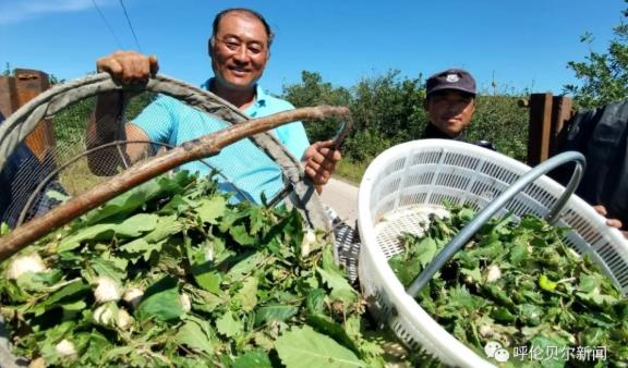 柞蚕养殖致富视频_柞蚕养殖前景_柞蚕养殖技术视频