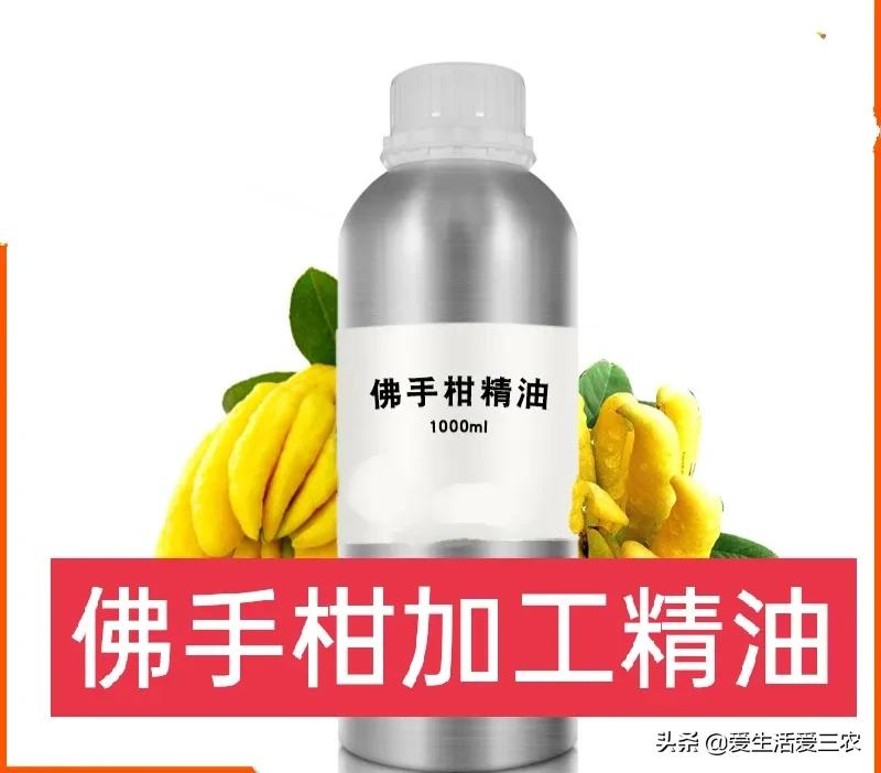 佛手种植_致富种植佛手瓜视频_佛手种植致富