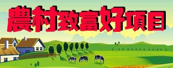 致富种植佛手瓜视频_佛手种植致富_种植佛手前景骗局