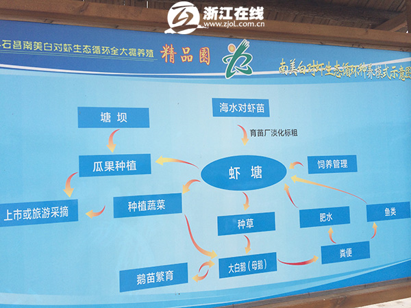南北对虾养殖_养殖南美对虾的效益_致富经南美白对虾养殖