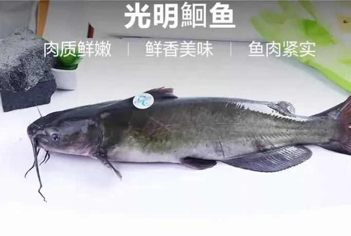 花鲢鱼养殖周期_养殖花鲢鱼苗的利润_花鲢鱼苗养殖技术