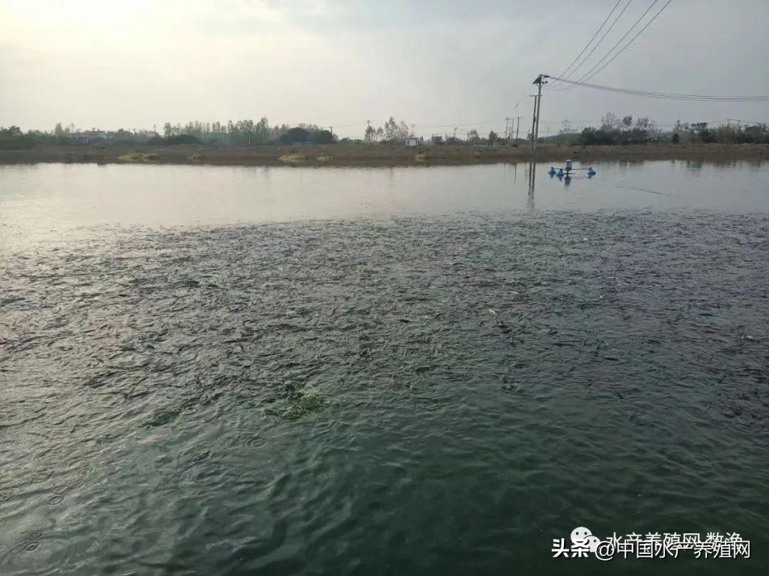 养殖致富小技巧_养殖致富经_致富养殖什么最赚钱