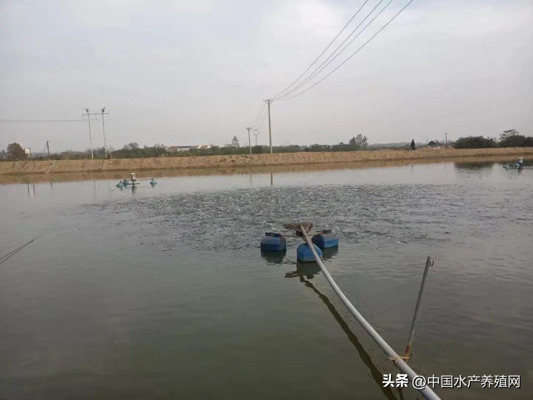 致富养殖什么最赚钱_养殖致富小技巧_养殖致富经