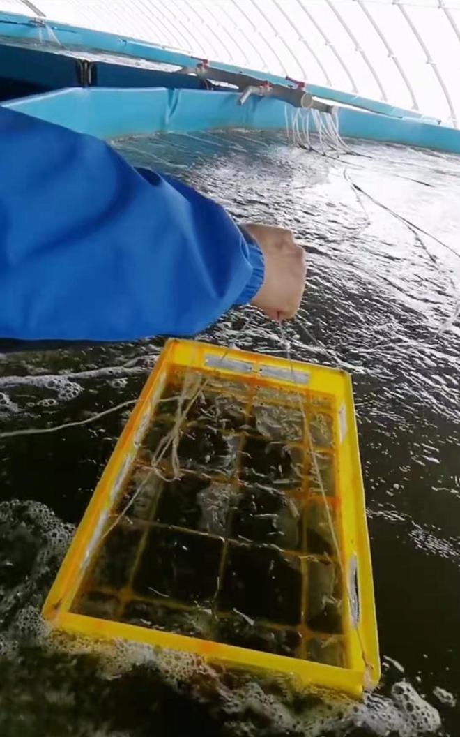 水产养殖致富难_致富经水产养殖最好养的是什么_水产致富经