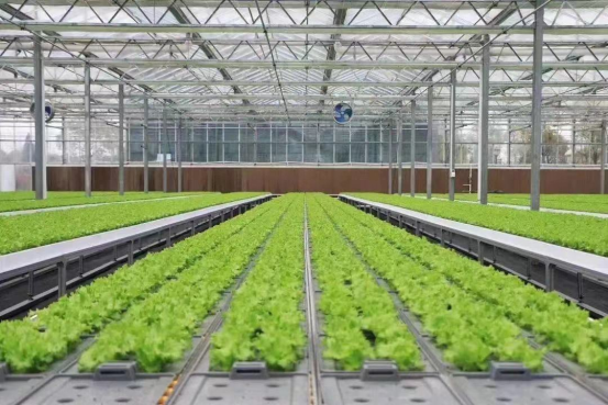 菠菜种植致富_菠菜种植效益_种菠菜挣钱吗