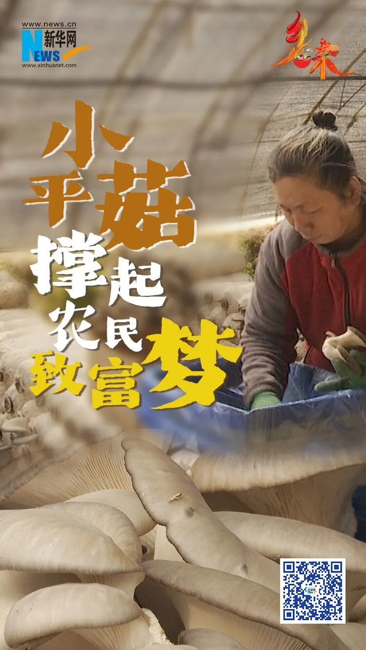 乡味｜辽宁铁岭：小平菇撑起农民致富梦