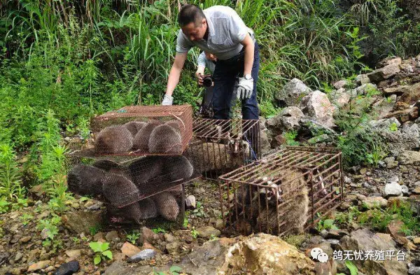 竹鼠养殖前景_竹鼠养殖业_竹鼠品种养殖技术