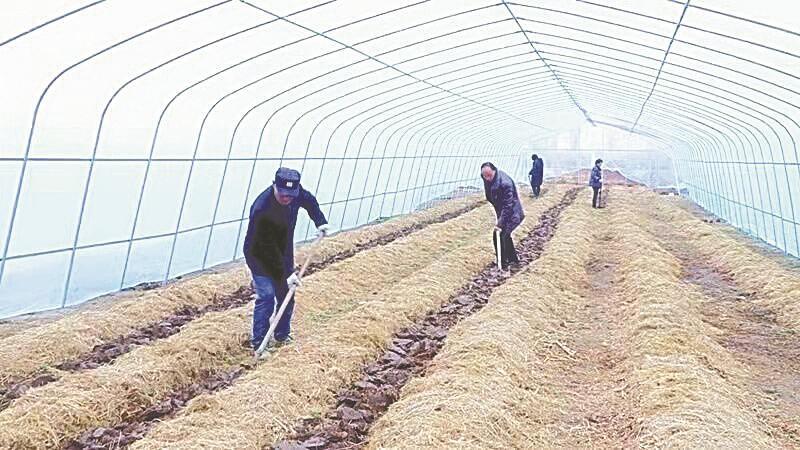致富伞秸秆种植方案_秸秆种植致富伞_致富经秸秆