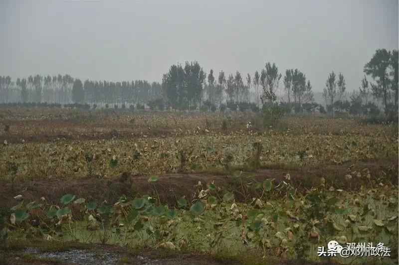 致富经养殖鸡视频_致富经收鸡份视频_致富经2019年全集养鸡视频