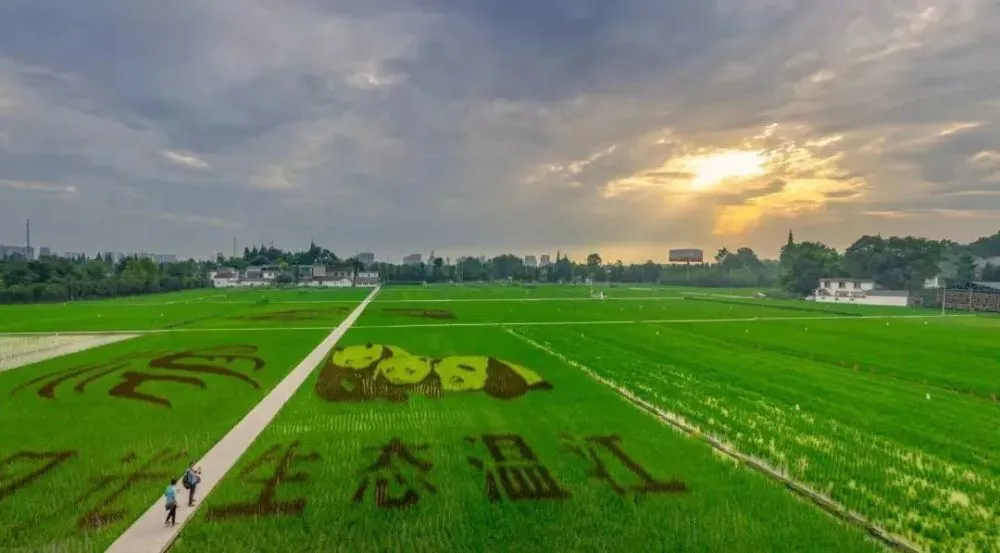 种花致富选什么品种_致富花木种植靠什么赚钱_靠种植花木致富
