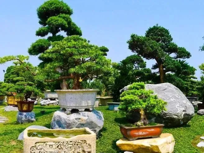 种花致富选什么品种_致富花木种植靠什么赚钱_靠种植花木致富