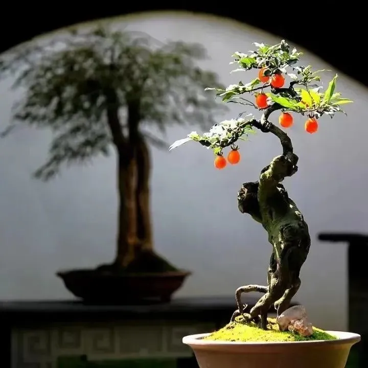 种花致富选什么品种_靠种植花木致富_致富花木种植靠什么赚钱