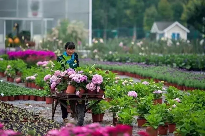 种花致富选什么品种_致富花木种植靠什么赚钱_靠种植花木致富