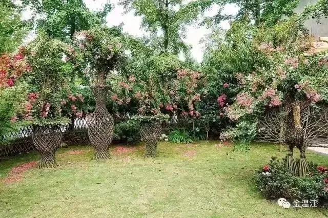 致富花木种植靠什么赚钱_种花致富选什么品种_靠种植花木致富