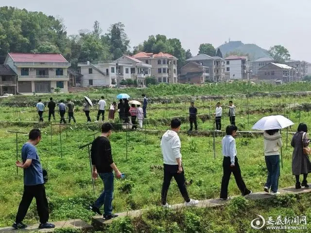 桑叶养土鸡_致富养鸡桑叶图片大全_致富经桑叶养鸡