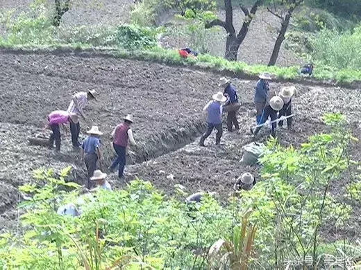 不起眼的鱼腥草 成为农民增收致富的好途径
