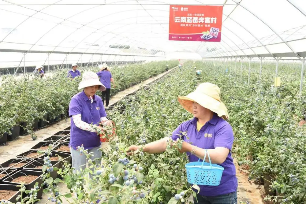 红河泥鳅养殖合作社_致富经云南红河泥鳅_云南泥鳅怎么做好吃