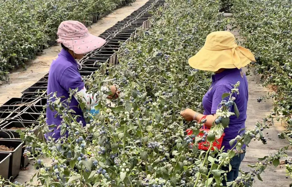 致富经云南红河泥鳅_红河泥鳅养殖合作社_云南泥鳅怎么做好吃