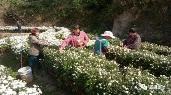 致富种植农民方案范文_农民种植致富方案_致富种植农民方案怎么写